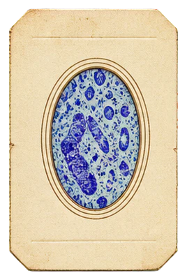 Microscope slide collage element