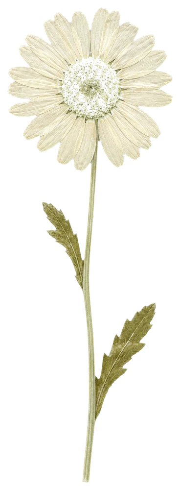 Pressed daisy collage element